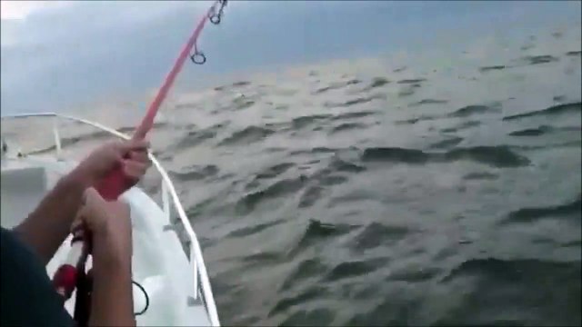 Il attrape un poisson déjà avalé par un autre... Dingue