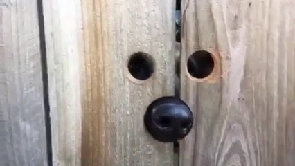 Video herunterladen: Regardez qui matte par le trou de la cloture en bois... c'est le chien