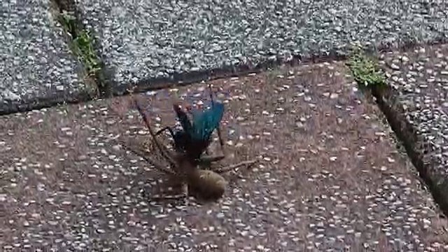 Une mouche s'en prend à une grosse araignée... Bienvenu en australie - Spiders Hawk Vs Huntsman Spider