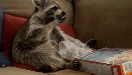 Raccoon Doesn't Need Milk With Its Cereal