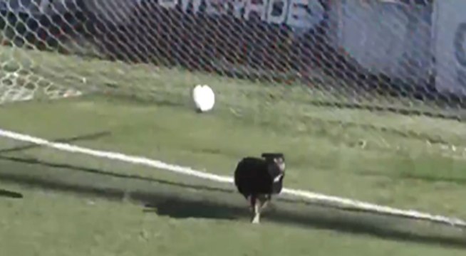 Futbol tarihinin en enteresan videosu