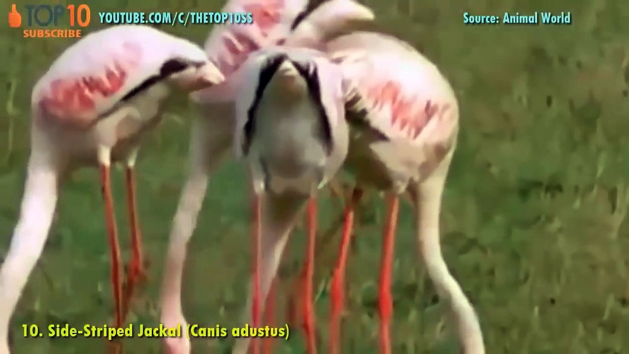 BIGGEST WILD DOGS - Dhole, Jackal, Red Fox, Wolf, Wild Dog,...