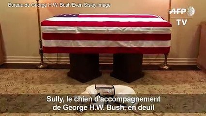 Sully, le chie de George H.W. Bush toujours à ses côtés