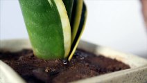 MIT Researchers Develop A Cyborg Houseplant That Moves Toward Light On Its Own