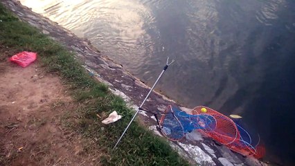 Câu cá chép khủng tại hồ tây