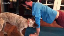 Playful dog gives owner a little extra weight as he performs push-ups