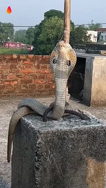 Amazing Snack_video