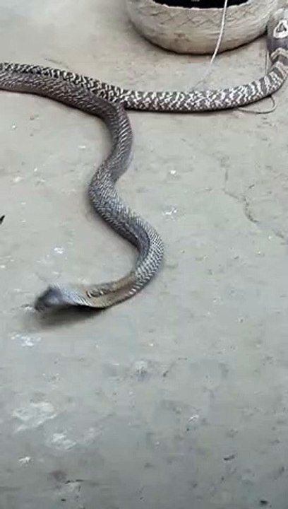 Amazing  _video snacks