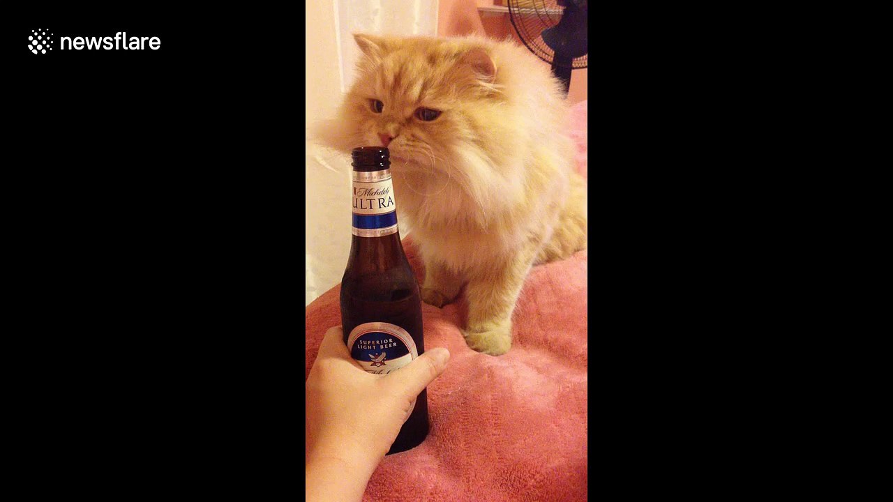 Curious cat wants to try her first taste of beer