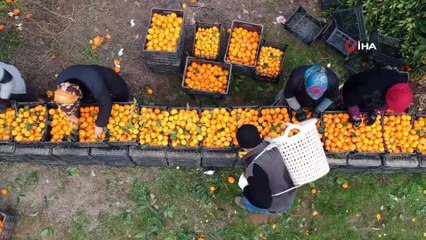 1973 yılında diktiler şimdi 30 bin ton ürün elde ediyorlar