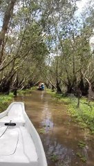 Explore the TRASU melaleuca forest - Khám phá rừng tràm Trà Sư - An Giang (st2)