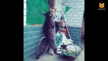 cute dogs & cats 猫　犬　可愛い　ペット　動画