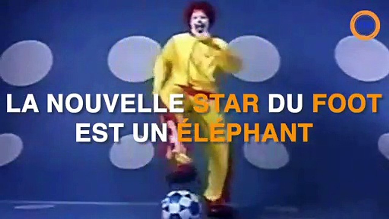 Cet éléphant est la nouvelle star du foot