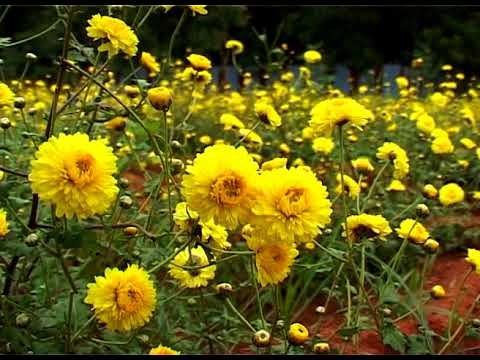 SINGLES || Debyani Bharti II Yaad Tadpaye II Bihaan Music