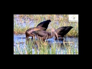 RAAG TODI || Mana Panchi Bhaii Bawari || Sugata Marjit || In search Of || Bihaan Music