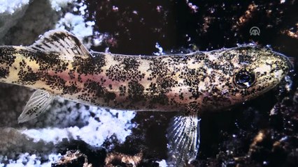 Van Gölü'nün 'yeni balığı'na su altı kameralarıyla takip - VAN