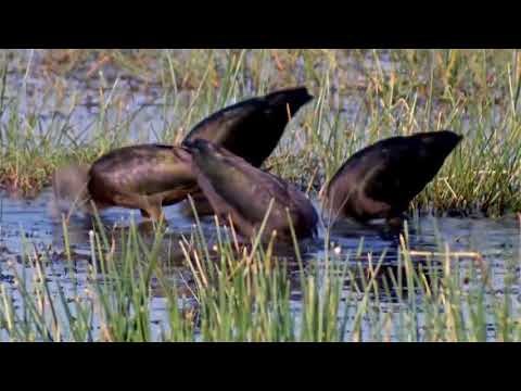 SINGLES || Debyani Bharti II Ek Khwab Dekha II Bihaan Music