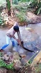 Inde : Il capture un gigantesque Cobra Royal de près de 5 mètres