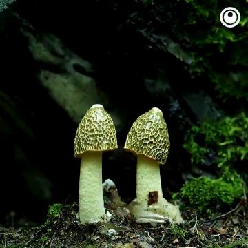 Des champignons qui poussent en time lapse