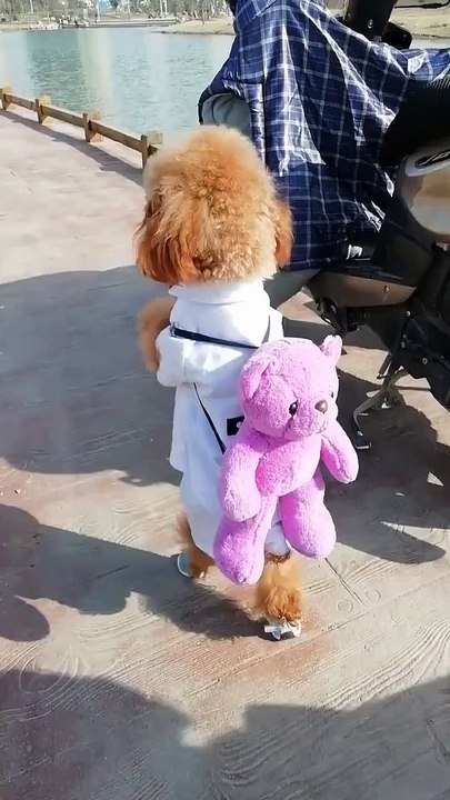 Stylish dog - must watch video