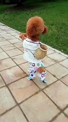 Stylish dog - must watch video 2