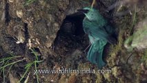 Beautiful Verditer Flycatcher at its nest