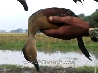 Dead ducks - ducks caught in a trap