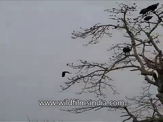 Flock of Cinereous Vultures in Assam