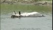 One-horned Rhino wades through water in Kaziranga National Park Assam
