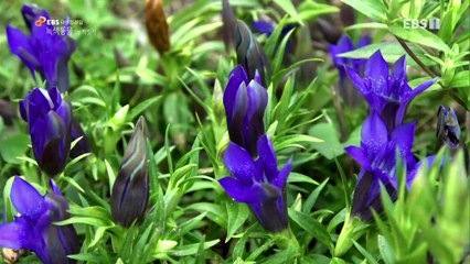 EBS 다큐프라임 - Docuprime_녹색동물(짝짓기)_#002