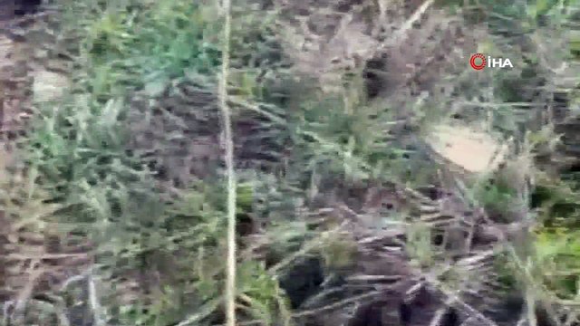 Köpeğin saldırdığı yavru karacayı motosikletli genç kurtardı