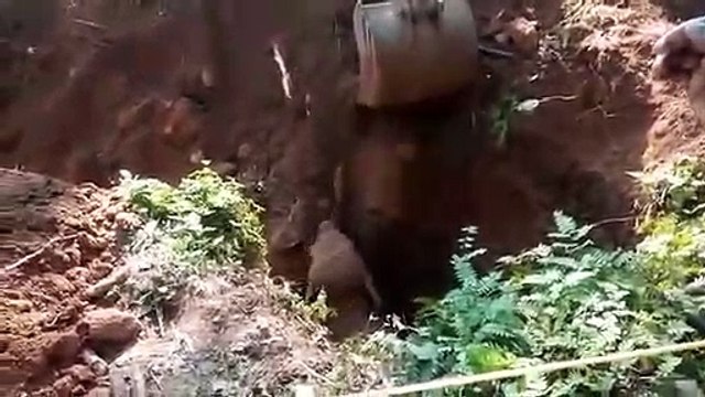 Elephants Thanks the men who rescued their baby elephant