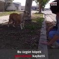 Yavrularını Kaybeden Köpeğin İnanılmaz Mücadelesi Herkese Ders Verdi