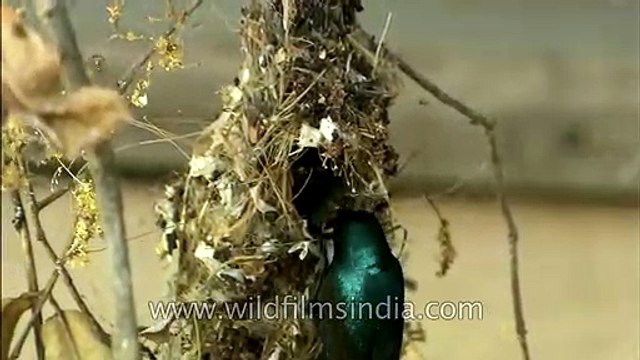 Pair of purple Sunbird feeding their young ones in nest