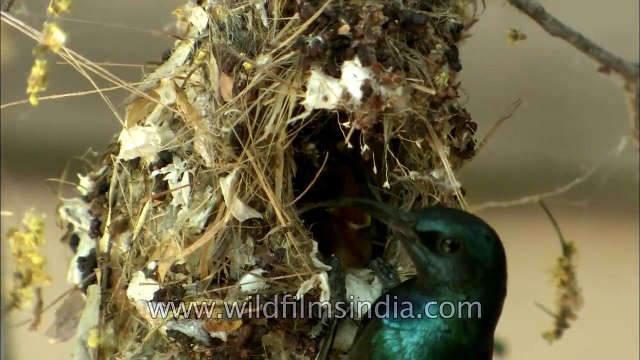 Purple Sunbird parents feeding their chicks