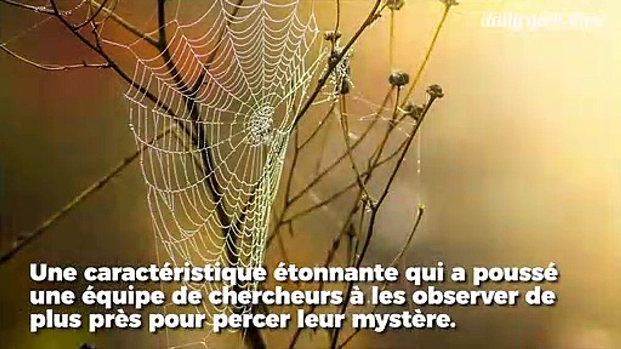 Cette araignée produit du lait pour nourrir ses petits