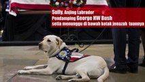 Sully, Anjing Labrador Pendamping George HW Bush