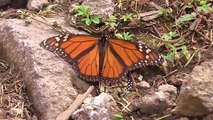 Millones de mariposas monarca llegan a México para hibernar