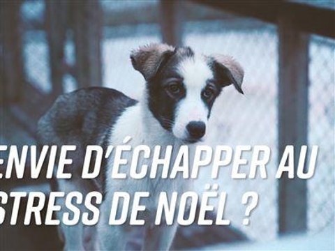 Un Noël au calme : le Husky Lodge du cercle polaire