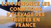 L214 dénonce les conditions d'élevage des truites en France !