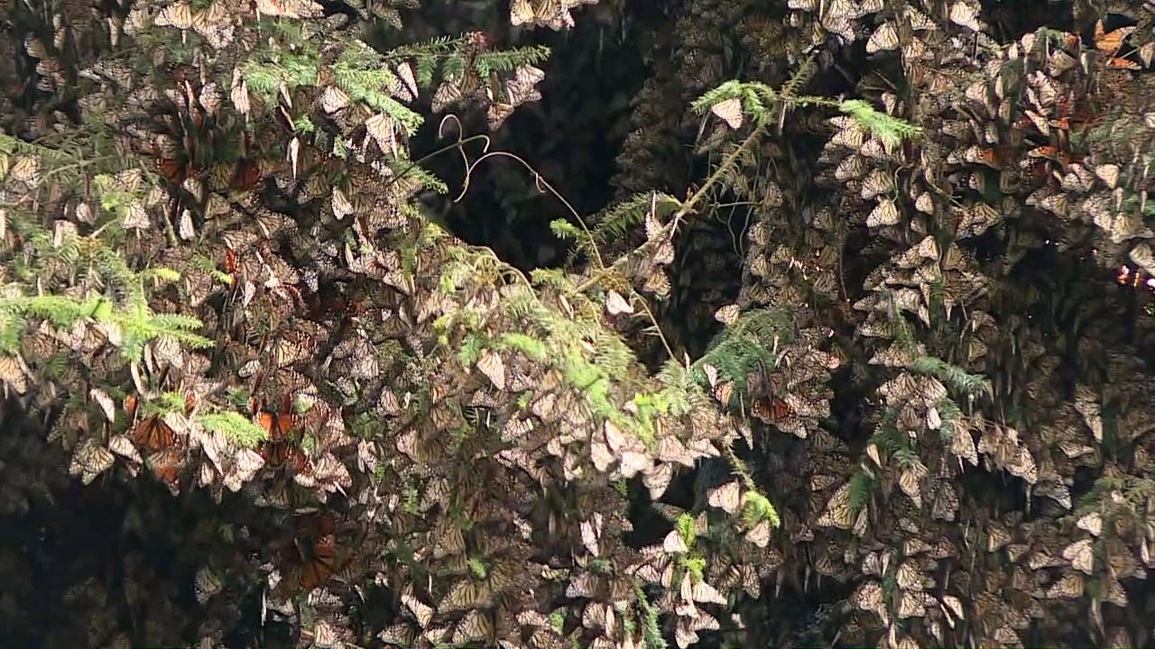 Millionen Monarch-Falter fallen in Mexiko ein