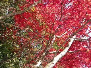 ふるさと＊吉田拓郎