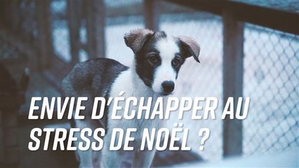 Un Noël au calme : le Husky Lodge du cercle polaire