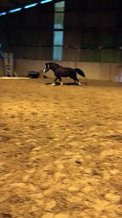 PONEY PP à vendre