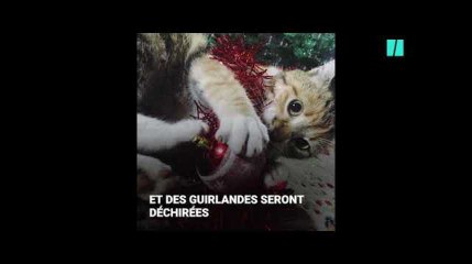 Chat vs sapin, le combat de Noël est de retour