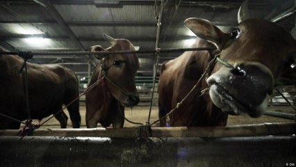 شرائح اللحم الرخيصة أو أبقار سعيدة؟