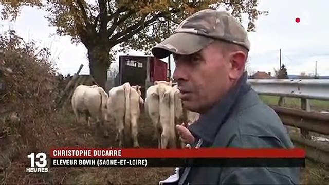 Sécheresse : les éleveurs contraints de vendre leur bétail