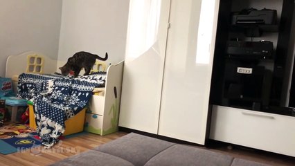 La démarche trop marrante d'un chat qui vole une couverture