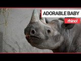 ADORABLE Video of Baby Rhino! | SWNS TV