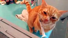 Ce chat aime se faire caresser avec une brosse à dents é